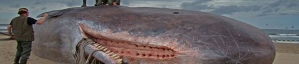 الحوت في القرآن الكريم .. سمكة "موسى" وظلمات "يونس" 10 حوادث غريبة