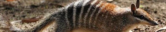 من دون "فياغرا".. حيوانات تمارس الجماع 14 ساعة متواصلة 10 حيوانات تمارس الجماع