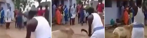 خروف ينتقم من رجل