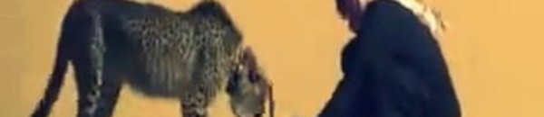 سعودي يستخدم فهدًا في صيد