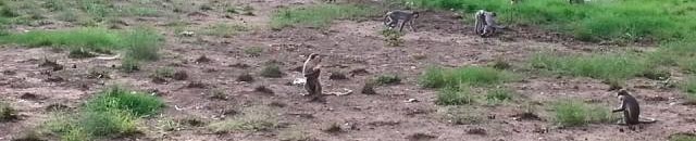 الغاء كافة الإفطارات المركزية لاتحادات الطلاب 10 قرود جامعة الخرطوم