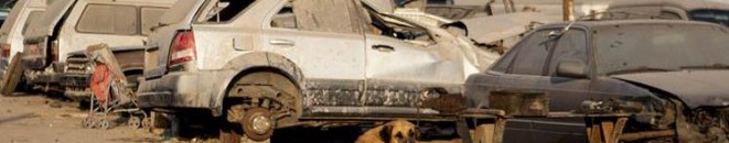 كلبة ترضع طفلا في الثانية من عمره