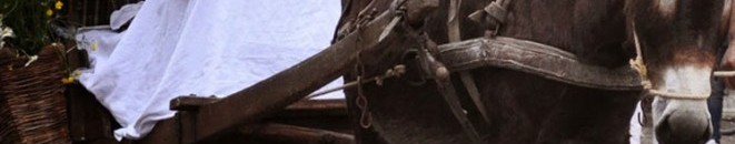 الحمير .. من "حملة الأعباء" إلى "العبء ذاته" 10 موكب تجره حمير