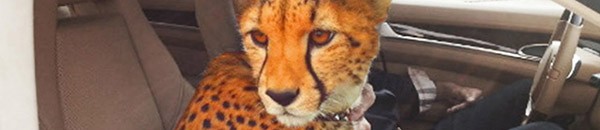 بالفيديو .. «النمر القاتل» يتسلل داخل بنطلون صياد: دقائق بين الحياة والموت 10 نمر في دبي