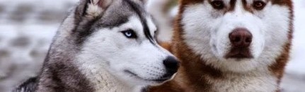 مزارع في كوسوفو يطلق على أحد ذئابه اسم ترامب 10 هاسكي