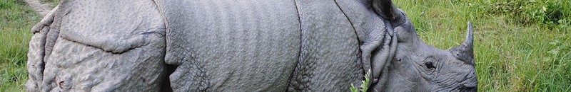 بالفيديو .. وحيد القرن يهاجم السيارت بأحد طرق الهند 10 وحيد القرن1