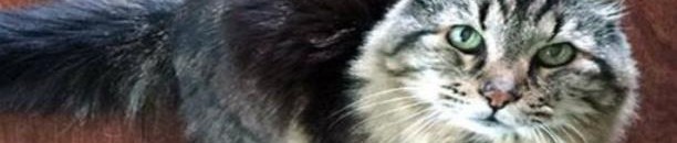 أكبر قط معمّر بالعالم يعيش بولاية أوريغون الأميركية 10 fss