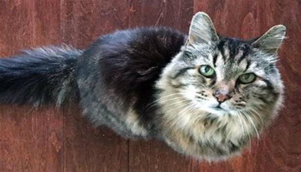 أكبر قط معمّر بالعالم يعيش بولاية أوريغون الأميركية 1 fss