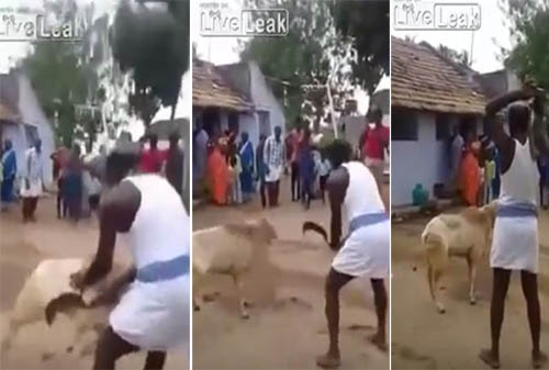 خروف ينتقم من رجل