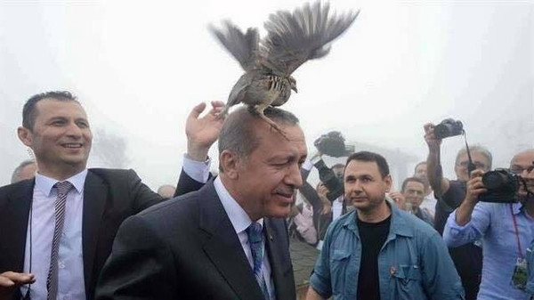 طائر فوق رأس أردوغان