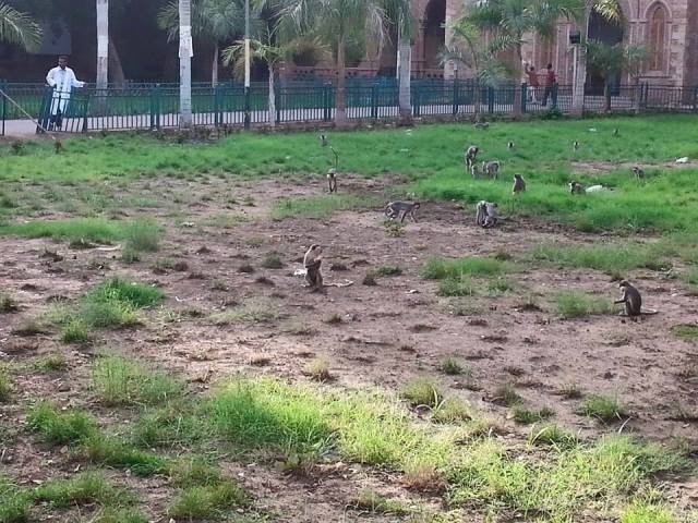 الغاء كافة الإفطارات المركزية لاتحادات الطلاب 1 قرود جامعة الخرطوم