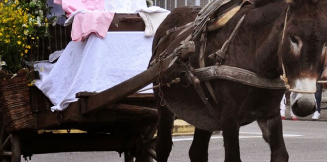 الحمير .. من "حملة الأعباء" إلى "العبء ذاته" 1 موكب تجره حمير