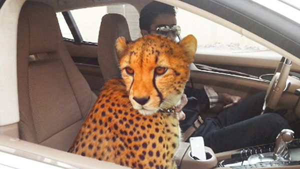 بالفيديو .. «النمر القاتل» يتسلل داخل بنطلون صياد: دقائق بين الحياة والموت 1 نمر في دبي