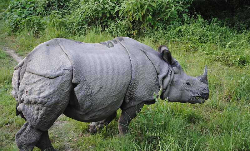 وحيد القرن1