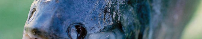 النيل الأبيض: ثروة حيوانية وسمكية ضخمة 10 اسماك