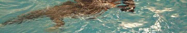 النقاب في أوروبا