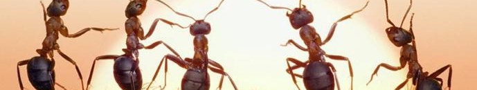 الحالة التى يسمح فيها بقتل النمل توضحها الإفتاء 10 النمل عند سماع نغمة الآيفون