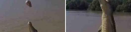 تصرف صادم.. شاب يلقي كلبا لتمساح مفترس 10 تمساح يقف على ذيله فوق الماء