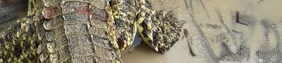 بالفيديو.. استخراج تمساح من بطن ثعبان نافق 10 تمساح1