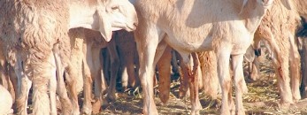 خروف الضحية