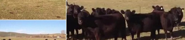 بالفيديو: شاهد ماذا يحدث عندما تسمع الأبقار الموسيقى 10 عندما تسمع الأبقار الموسيقى