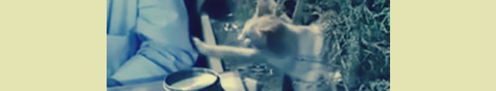 قطة تستأذن في طلب الطعام