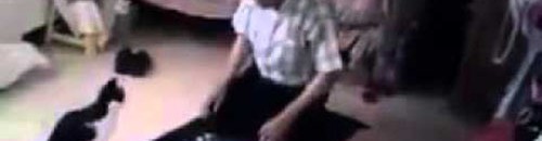 قط عبيط يزعج صاحبه