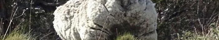 الخروف الأكثر صوفا في العالم- استرالي! 10 018691376 30300