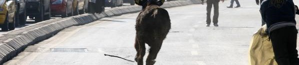 شاهد بالفيديو.. هروب مثير لعجل هائج وسط مطاردة العشرات له 10 1 776944