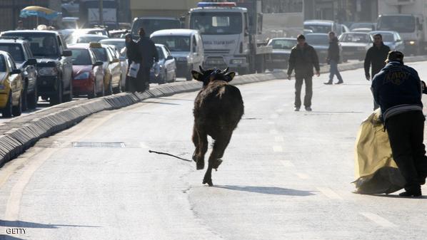 شاهد بالفيديو.. هروب مثير لعجل هائج وسط مطاردة العشرات له 1 1 776944