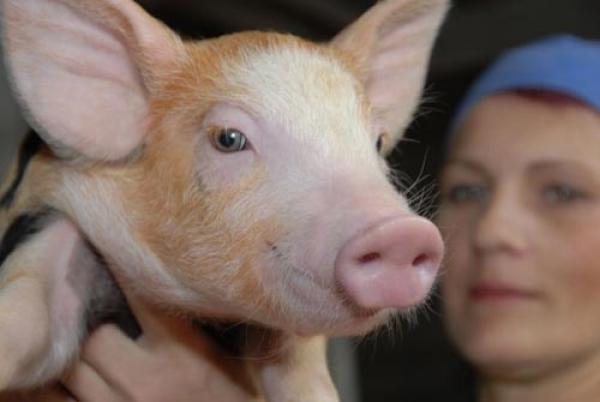 بالصورة .. ولادة خنزير صغير برأسين وأنفين و8 أرجل 1 الخنزير