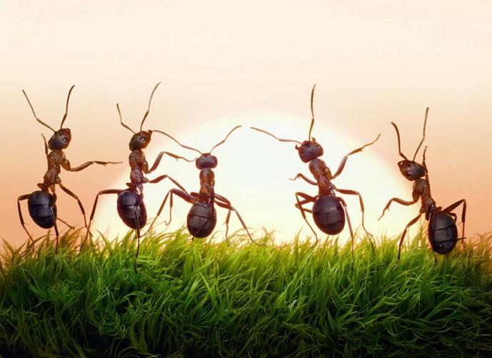 النمل عند سماع نغمة الآيفون