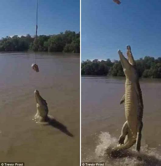 تمساح يقف على ذيله فوق الماء