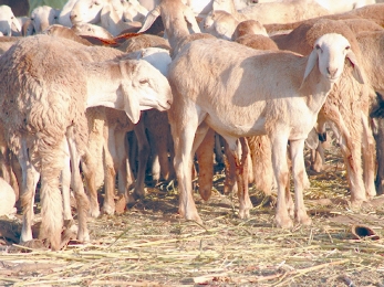 ذبح محمد أضحيته و هي مريضة، فحكم الأضحية