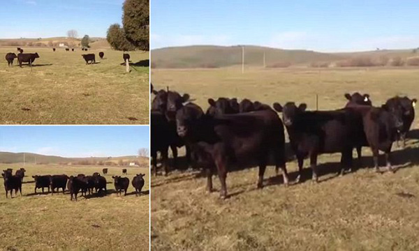 بالفيديو: شاهد ماذا يحدث عندما تسمع الأبقار الموسيقى 1 عندما تسمع الأبقار الموسيقى