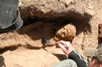 جريمة مروعة .. أب يقتل ابنته قربانًا للجن لفتح مقبرة أثرية بمنزله 1 مقبرة اثرية