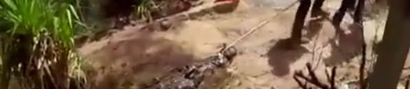 بالفيديو: إصطياد تمساح عملاق أثار فزع المواطنين 10 اصطياد تمساح عملاق