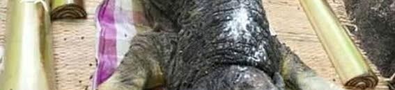 تمساح أم جاموسة؟