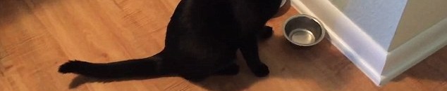 القطط بريئة من تهم العقم والإجهاض 10 خوف القطط من الخيار