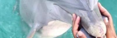 دولفين يعيد هاتف1