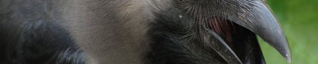 الغربان يمكنها التذكر مثل البشر 10 غراب