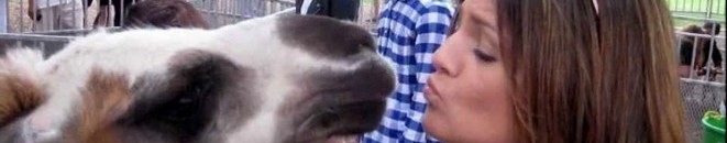 مع الحيوانات