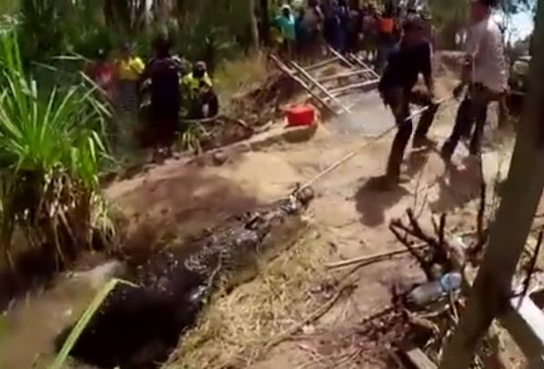 اصطياد تمساح عملاق