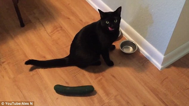 القطط بريئة من تهم العقم والإجهاض 1 خوف القطط من الخيار