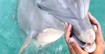 دولفين يعيد هاتف1