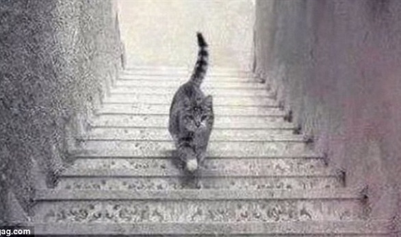 هل تصعد القطة الدرج أم تنزل منه؟