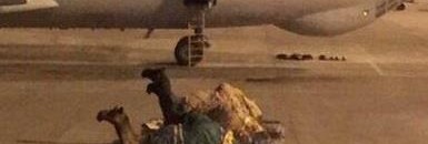 بالفيديو: إماراتي ينقل جِمال بطائرة خاصة للكويت بعد أن منعوه من إدخالها برًا 10 إماراتي ينقل جِمال بطائرة خاصة للكويت