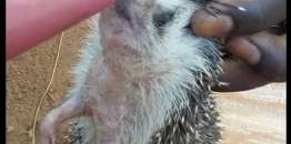 ابو القنفد للبيع.. تعرف على أغرب قصة احتيال حدثت لسوداني في التاريخ الحديث 11 ابو القنفد