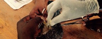 ابو القنفد1