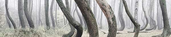 رومانيا ترغب في ضم «الغابات العذراء» إلى قائمة التراث العالمي 10 غابة الأشجار المنحنية